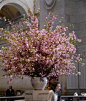 Amazing cherry blossom floral arrangement: