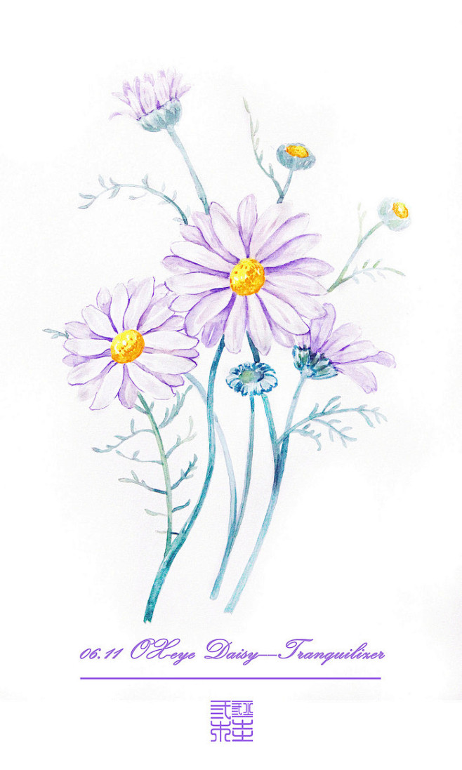 法兰西菊（OX-eye Daisy） 花...
