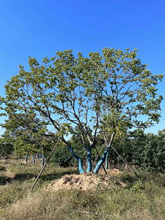 姐也在江湖采集到Z-特选树，造型树