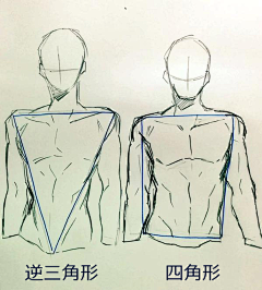 绘卿采集到躯干