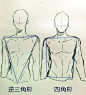 Animate丨人物动态姿势画法技能教程丨人物比例动态动作分解/肌肉骨骼动画漫画分析