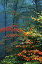 Trees And Autumn Mist by Chuck Wickham