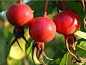 刺玫果，【别名】刺莓果、刺木果、山刺玫 。被欧洲各国视为“治疗坏血病特效药”