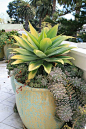 #pottery #planters #pots #containers  Agave attenuata 'Kara's Stripes' in pot at terrace by David Feix Landscape Design, via Flickr