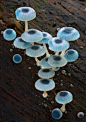 blue 'shrooms