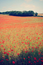 Fields of flower