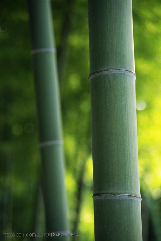 竹林风景- 竹林里的两根竹竿高清摄影桌面...