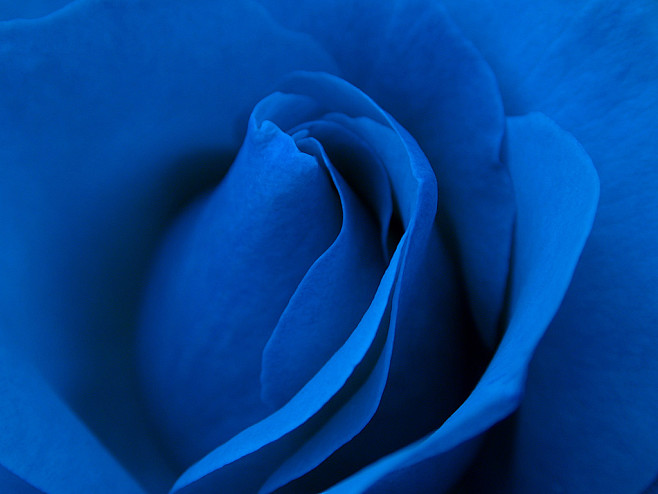 blue rose macro | Fl...