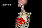 前锯肌·肩胛骨上旋