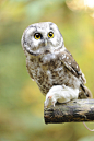 鬼鸮 Aegolius funereus鸮形目 鸱鸮科 鬼鸮属
Close-up of Boreal Owl (Aegolius funereus) with Prey in Autumn, Bavarian Forest National Park,... by Radius Images on 500px