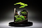苔藓·居家·绿植·盆栽·微景观
