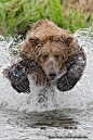 Photograph Charging bear by Charles Glatzer on 500px