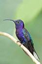 蜂鸟目·蜂鸟科·紫罗兰胸蜂鸟属：紫罗兰胸蜂鸟