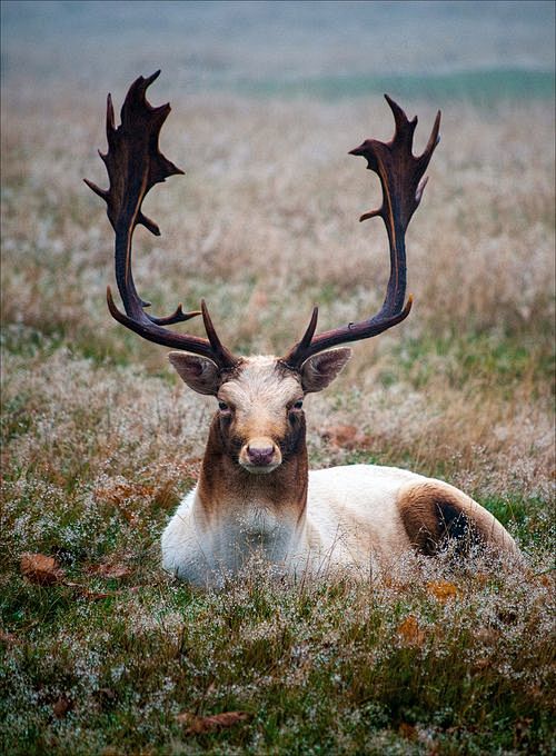 Elk. You can see Ove...