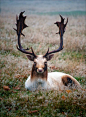 Elk. You can see Over 3000 more animal pictures on my Facebook "Animals Are Awesome" page. animals, wildlife, pictures, nature, fish, birds, photography, cute, beautiful: 