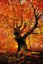 Autumn beech tree - Balkan, Serbia: 