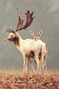 #美鹿集#鹿，灵动而优雅，精灵般的存在