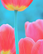 Vibrant tulips

flickr | Fotoblur

by spiritualblue.tumblr.com