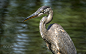 The Sun Bathing Heron by Nicholas Maundu on 500px