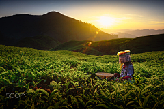 归零90采集到茶树/薰衣草