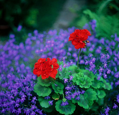 画语采集到花卉