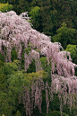  盛开的樱花树