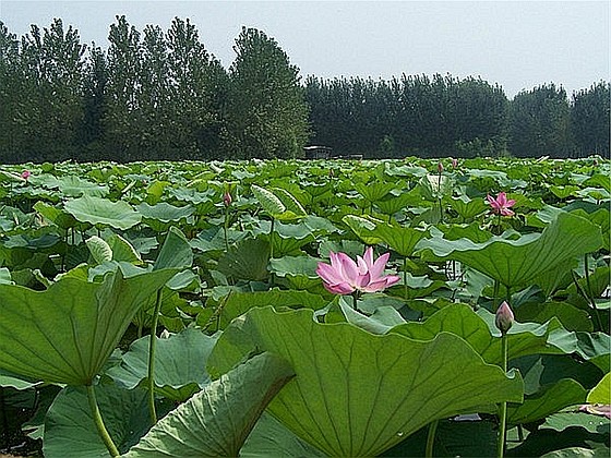 微山湖红荷湿地,极品太阳伞的乐途