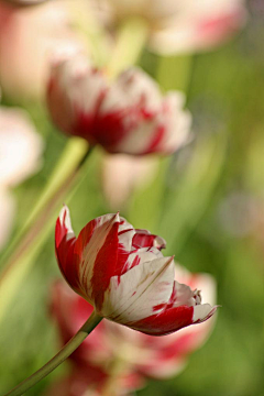 sharon青葙采集到郁金香tulips