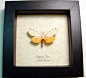 Real Framed Butterflies