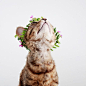 flower crown cat for princess stripes: 