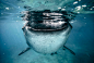 Whale shark by Sebastian-Alexander Stamatis on 500px