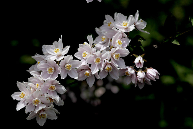 绣球花科  Hydrangeaceae ...