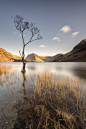Buttermere, Lake District by Fineart-Landscapes: Buttermere tree, Lake District.

Thank you for your lovely comments and support!