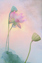 Lotus Flower Surreal Series - DD0A0747-1000 | Flickr – 相片分享！