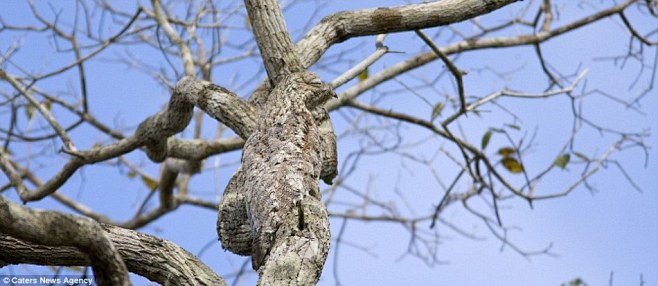 巴西大林鸱藏在树上，随时准备对猎物发动攻...