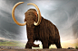 The illustration was taken from http://www.link2universe.net/wp-content/uploads/2013/05/mammut-lanoso-bello.jpg