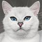 白色美猫自带美瞳效果，空灵气质如同漫画中走出。
据外媒报道，漂亮的猫咪有很多，但像这只叫做Coby的空灵系美猫却很少见。它的眼周像是画了一圈灰黑色眼线，半晕染的样子让它看起来没有那么锐利，更像是漫画中走出来的动物一样。

　　据悉，这只叫做Coby的猫在国外社交网站在Instagram上有相当高的人气，有高达26.2万名粉丝。无论是惊恐还是不耐烦的表情，都异常吸引人。

　　Coby是一只毛茸茸的英国短毛猫，最大的特色就是有一双魔性的蓝色眼睛，外面包着一圈灰黑色眼线。不要看它好像很有气质一样，其实Coby