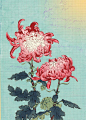 chrysanthemum 2