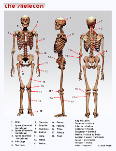 tetelaolu采集到Anatomy