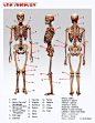 Drawsh: Anatomy