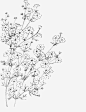 花卉高清素材 线描 花朵 黑白 免抠png 设计图片 免费下载