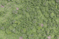 aerial ground terrain forest tree trees groundplants ground plants