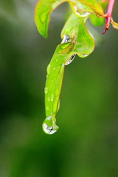 思雨(＞﹏＜)采集到露珠幻化了生命，被悲悯的林中精灵，携为记忆的永恒