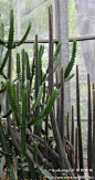 带刺的仙人掌类植物——东湖植物园5：湖北武汉8, 行摄千里旅游攻略