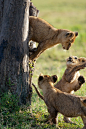 Little Governors Camp - Kenya, Africa (by Margot Raggett)