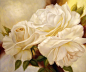 White roses. The artworks. Dzhanilyatii Antonio . Artists. Paintings, art gallery, russian art