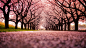 日本树桃花 - 壁纸（#2728306）/ Wallbase.cc