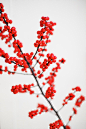 Red berry branch on white | HD photo by Kris Atomic (@krisatomic) on Unsplash : Download this photo by Kris Atomic (@krisatomic)