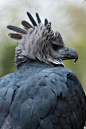  Harpy Eagle in Profile by Kevin Barrett



 Via Flickr:
 At the Dallas Zoo.
 