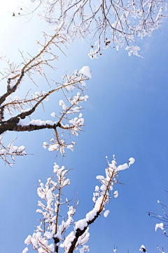 摄影者郑洳亚采集到雪景图